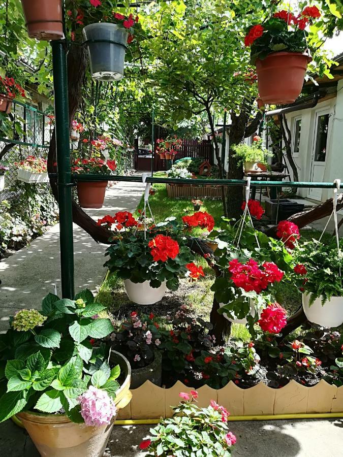 Flower House Констанца Екстериор снимка